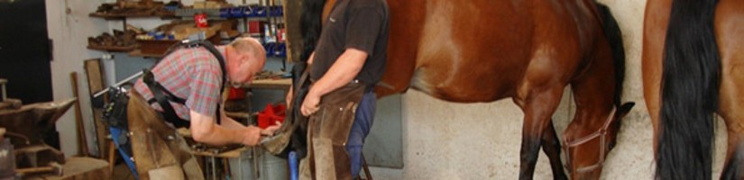 Schmied beschlägt Hinterhand eines Pferdes