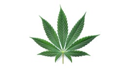 Symbolic image: a cannabis leaf