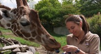 Tierpflegerin füttert eine Giraffe